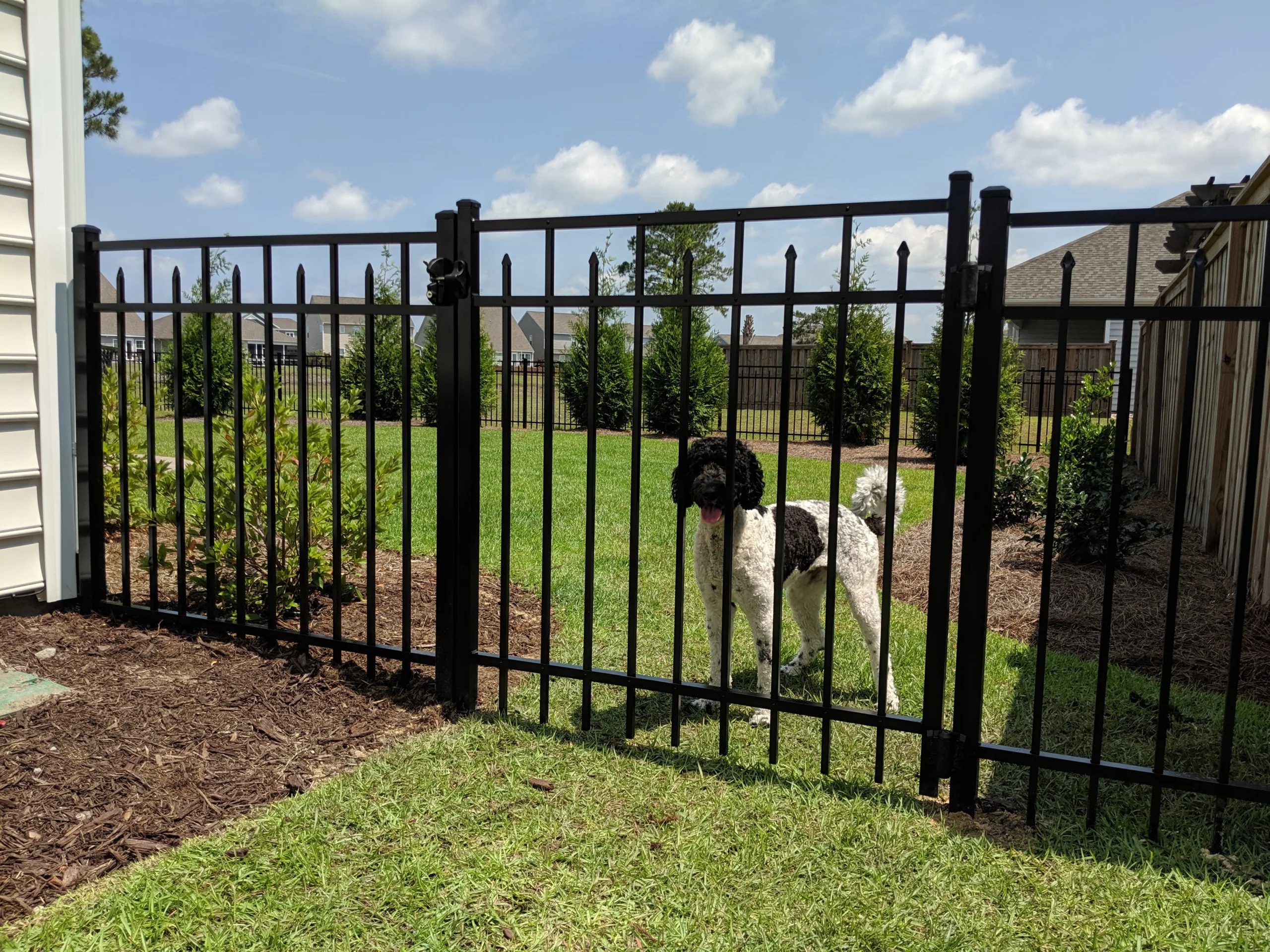 Dog behind a black aluminum or wrought iron style fence